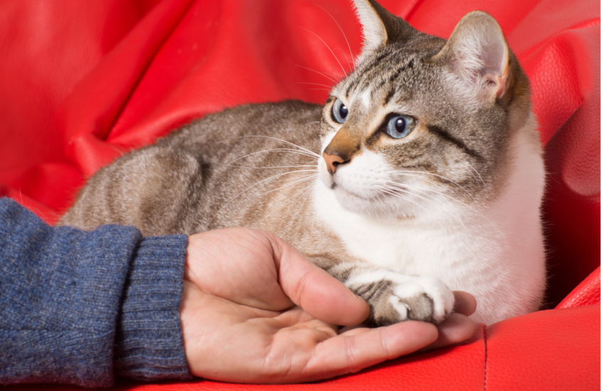 Dierenwelzijn: een christelijke belijdenis